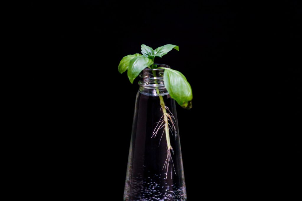 Regrowing: Ein Steckling einer Basilikumpflanze in einer Wasserflasche