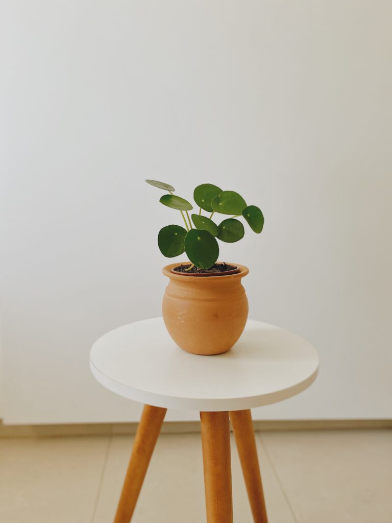 Urban Jungle Favorit: Pilea in einem Terracotta-Topf auf einem Beistelltisch