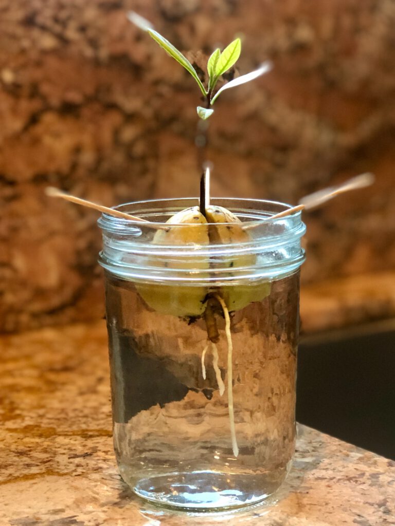 Avocadokern in einem Wasserglas, der bereits Wurzeln geschlagen und eine kleine Pflanze gebildet hat