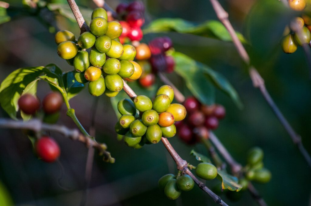 Ein Ast mit grünen, gelben und roten Kaffeekirschen