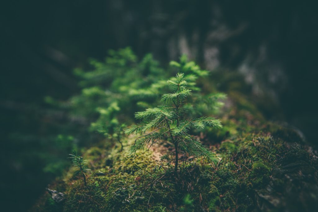 Waldbaden ist die Verbindung mit der Natur und d