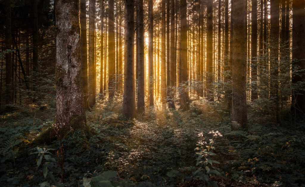 Sonnenstrahlen brechen durch Bäume eines Waldes